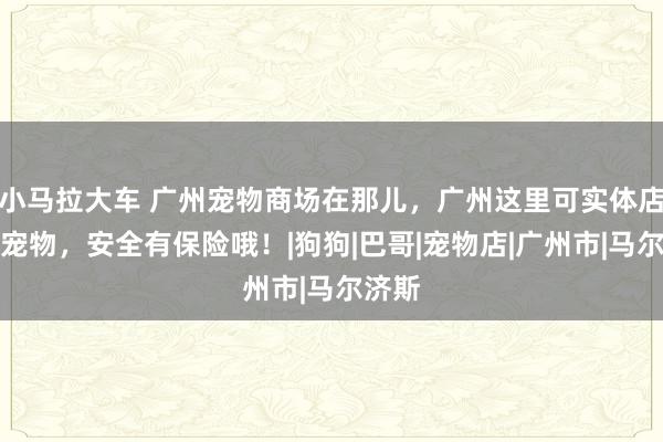 小马拉大车 广州宠物商场在那儿，广州这里可实体店挑选宠物，安全有保险哦！|狗狗|巴哥|宠物店|广州市|马尔济斯